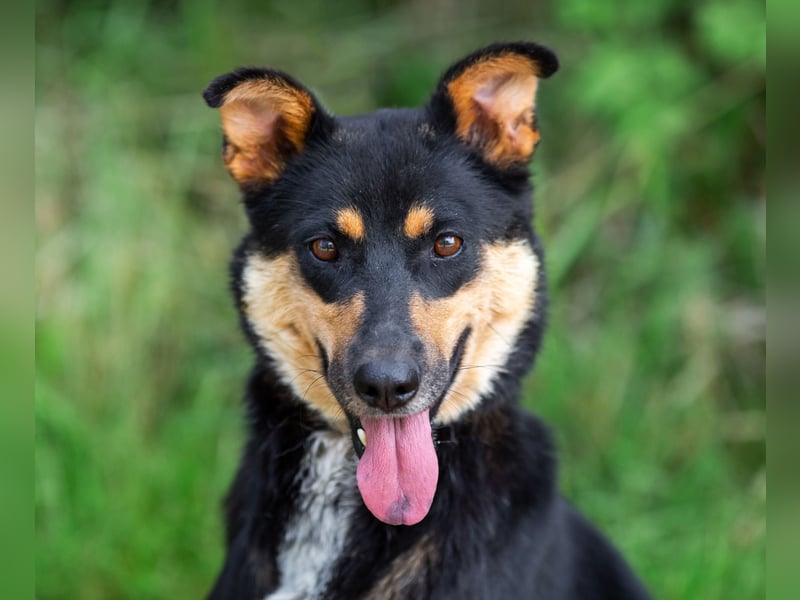 Gesellige Lexi sucht ihren platz für immer