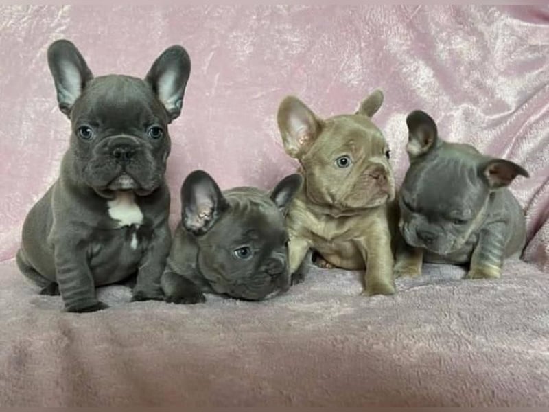 Französische Bulldogge welpen