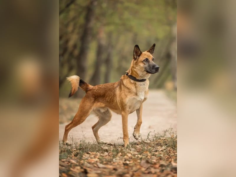 Selbstbewusster Ryzhik sucht neue Familie