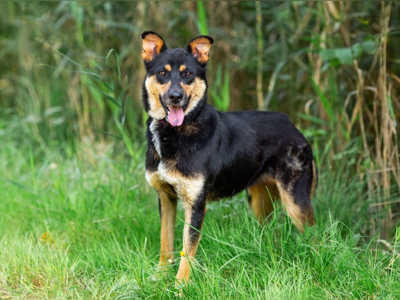 Gesellige Lexi sucht ihren platz für immer