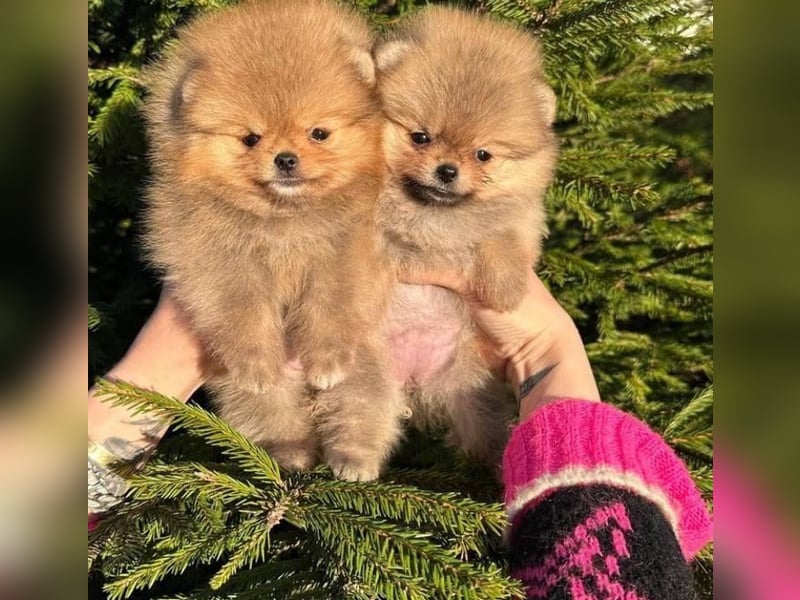 Pomeranian mini Zwergspitz welpen