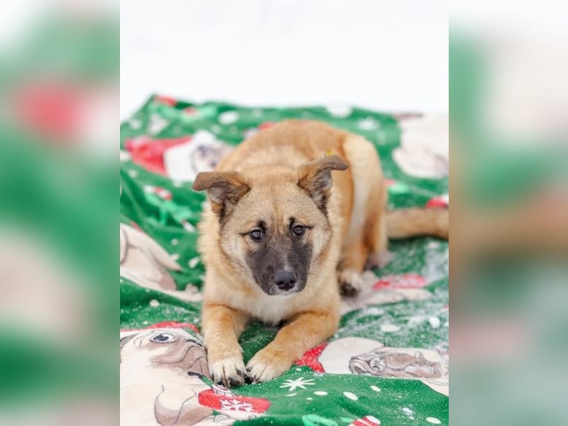 Zuckersüße Rada sucht liebe Familie