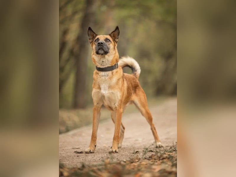 Selbstbewusster Ryzhik sucht neue Familie