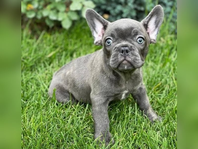 Französische Bulldogge welpen