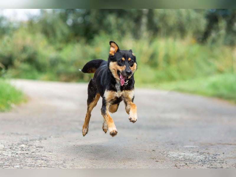 Gesellige Lexi sucht ihren platz für immer