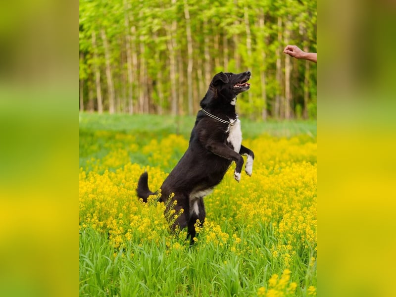 Der freundliche Jack sucht sein Körbchen