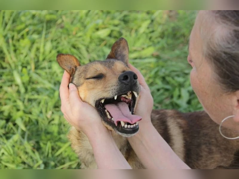 Jim sucht sein zu hause für immer