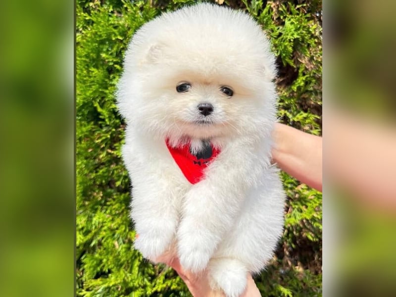 Pomeranian mini Zwergspitz welpen