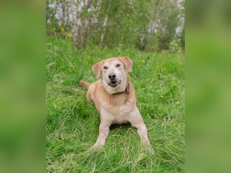 Ulan, weiches Herz wartet auf einen tollen Besitzer