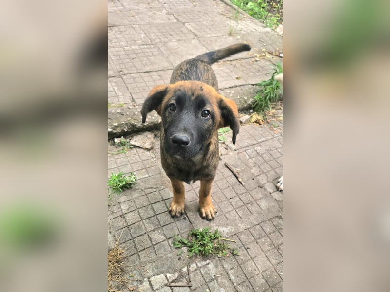 Silas sucht sein "Für-immer-Zuhause"