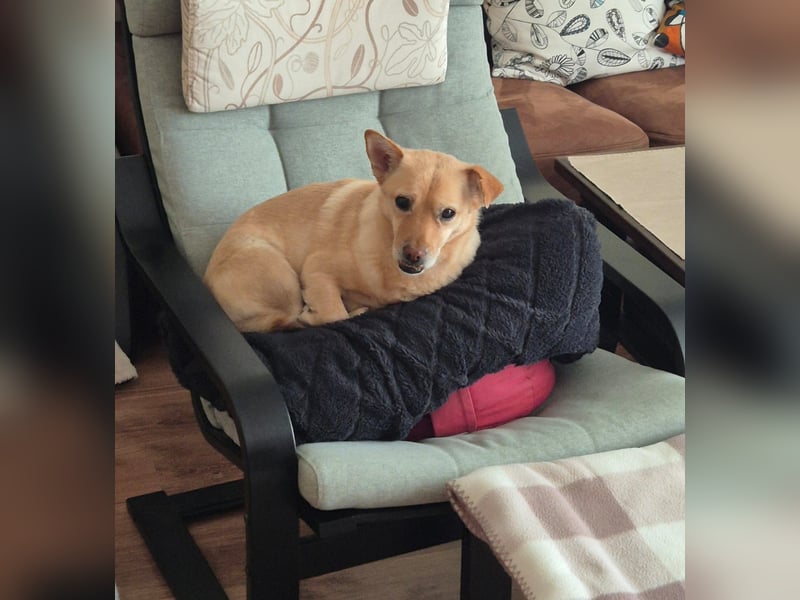 Kleiner, sensibler Hund mit großem Herzen sucht  verständnisvolles Zuhause