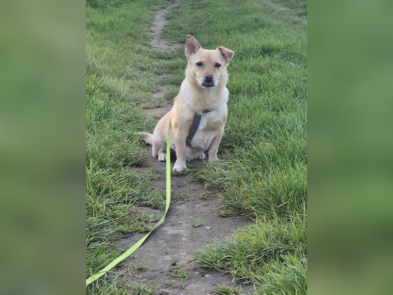 Kleiner, sensibler Hund mit großem Herzen sucht  verständnisvolles Zuhause