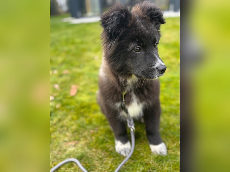 Mable sucht ihr Zuhause