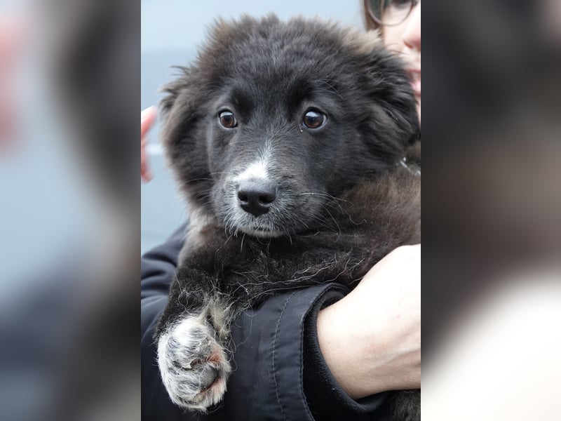 Mable sucht ihr Zuhause