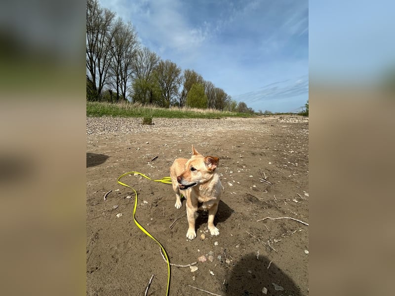 Kleiner, sensibler Hund mit großem Herzen sucht  verständnisvolles Zuhause
