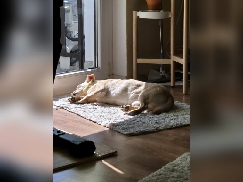 Kleiner, sensibler Hund mit großem Herzen sucht  verständnisvolles Zuhause