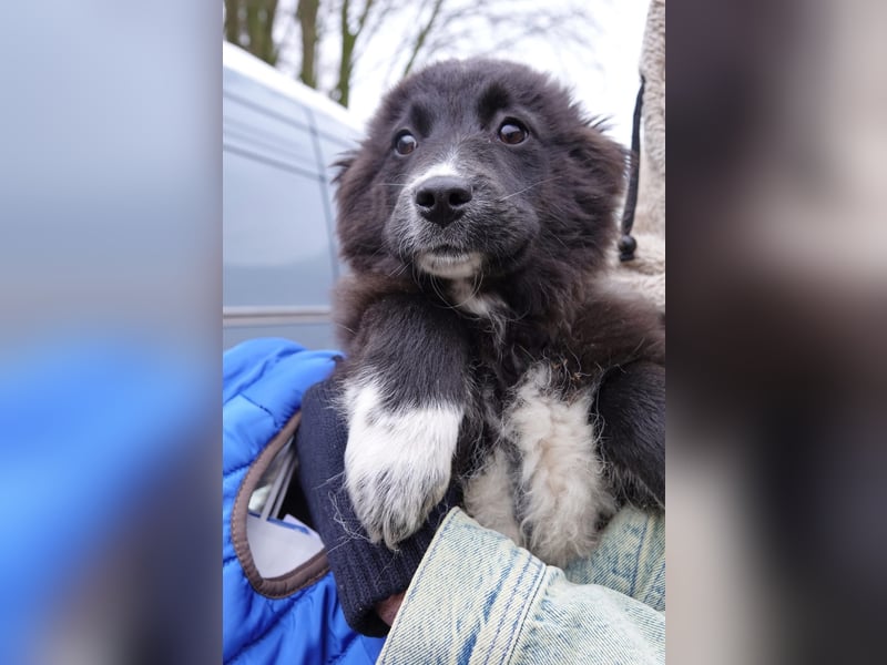 Mable sucht ihr Zuhause