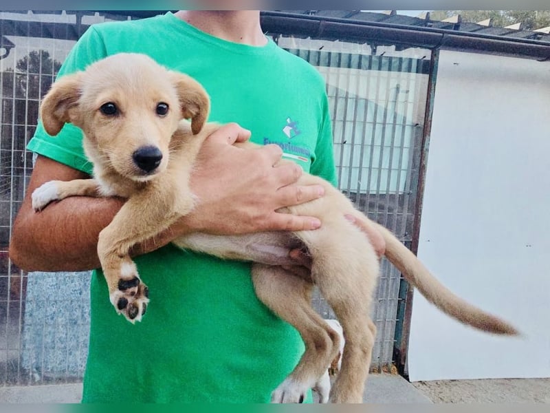 Saretta – wer setzt ein Hunde-Baby einfach im Wald aus?