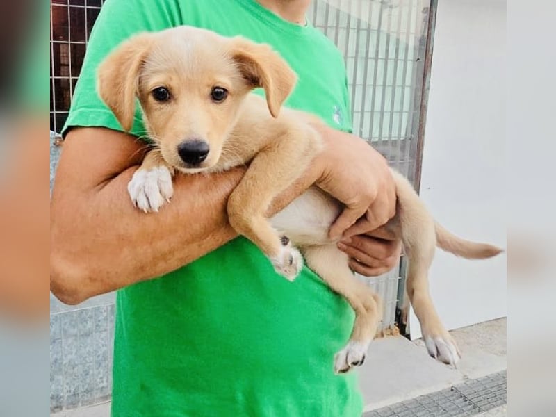 Saretta – wer setzt ein Hunde-Baby einfach im Wald aus?