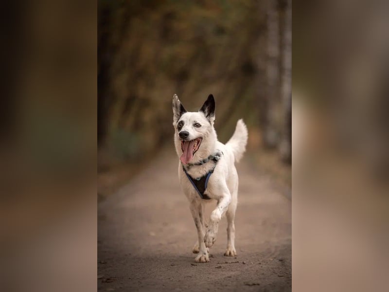 Liebevoll begleitet dich Orlando