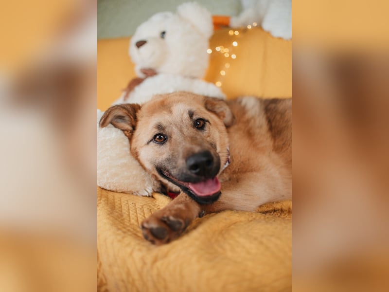 Hundemädchen Mila sucht Familie