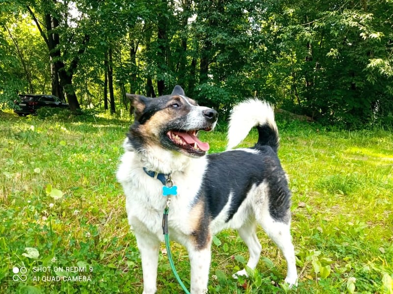 Mischka ist ein freundlicher Begleiter mit Zuckerschockgarantie