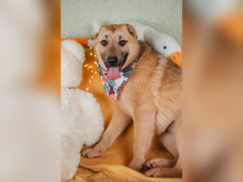 Hundemädchen Mila sucht Familie