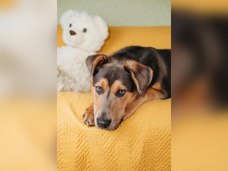 Zauberhafte Rocky verzaubert alle