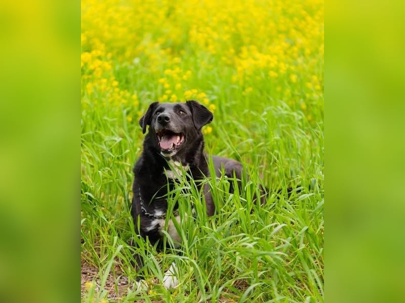 Der freundliche Jack sucht sein Körbchen