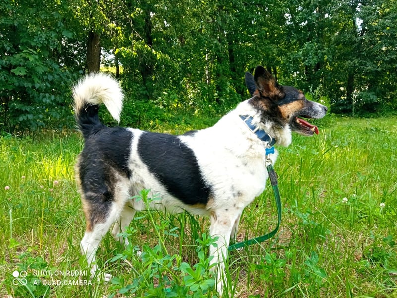 Mischka ist ein freundlicher Begleiter mit Zuckerschockgarantie