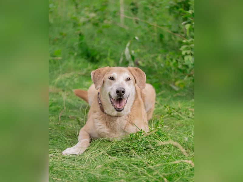 Ulan, weiches Herz wartet auf einen tollen Besitzer