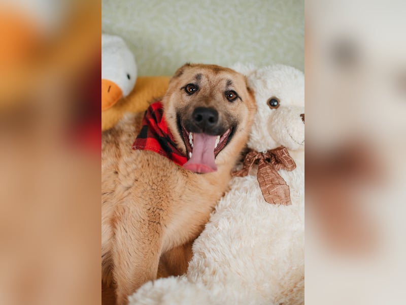 Hundemädchen Mila sucht Familie