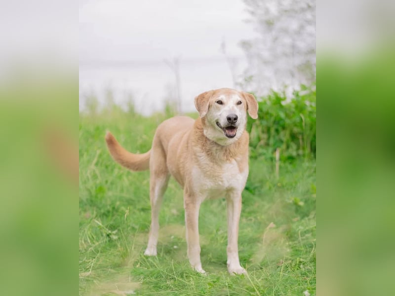 Ulan, weiches Herz wartet auf einen tollen Besitzer
