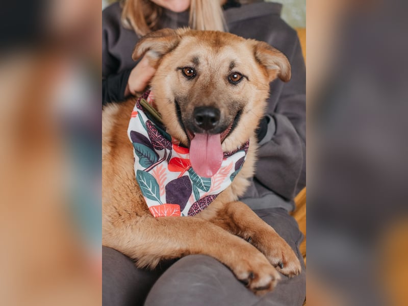 Hundemädchen Mila sucht Familie