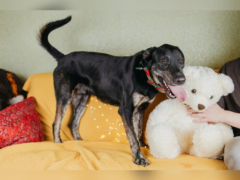 Odin sucht End platz!!!