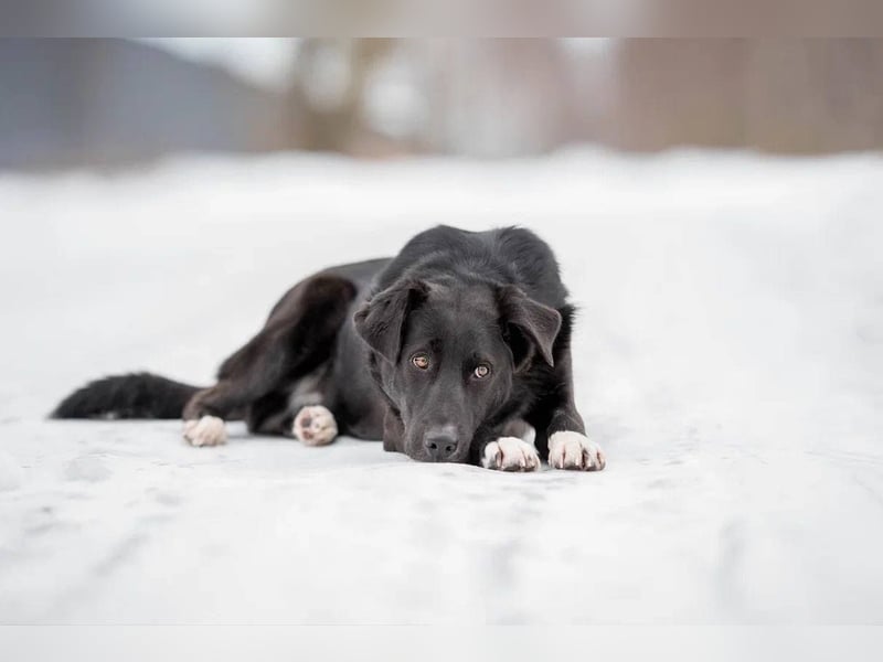 Der freundliche Jack sucht sein Körbchen