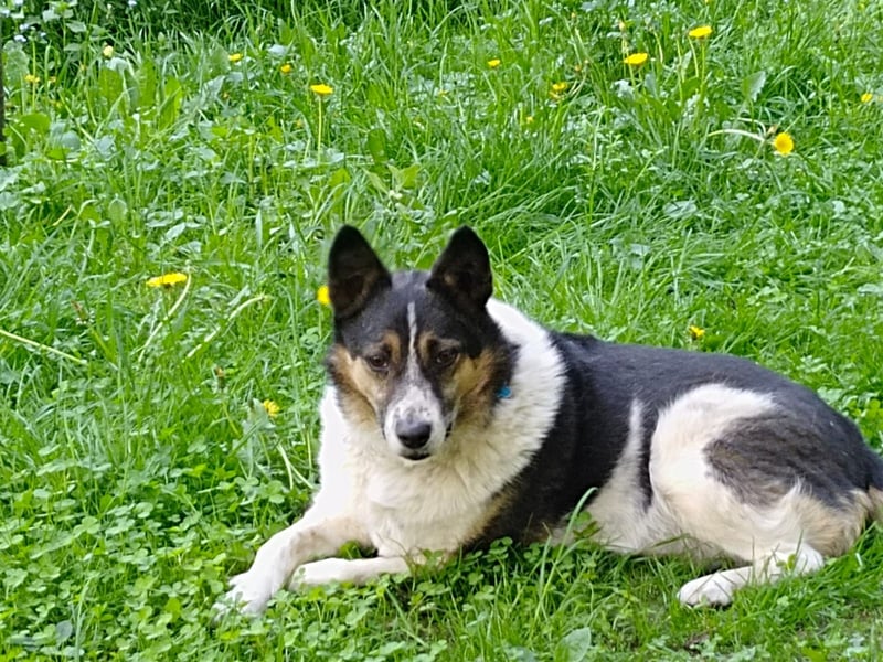Mischka ist ein freundlicher Begleiter mit Zuckerschockgarantie