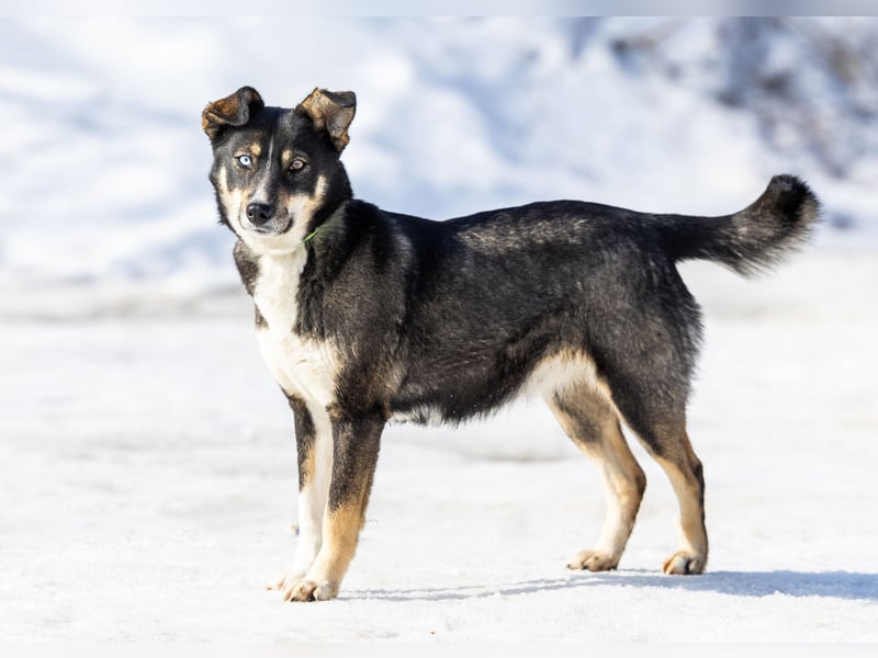 Schöne Vanessa sucht ihre Menschen