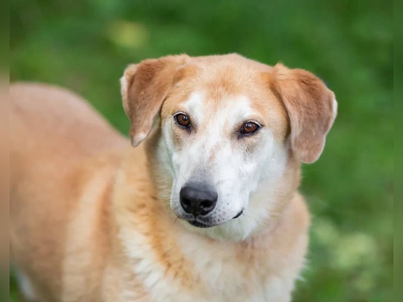 Ulan, weiches Herz wartet auf einen tollen Besitzer