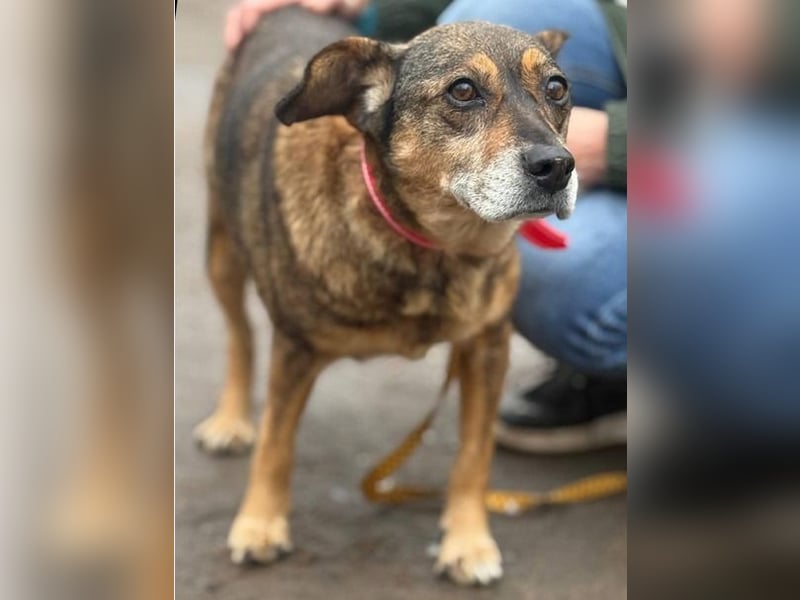 8jährige, aktive ,kuschelige Hündin