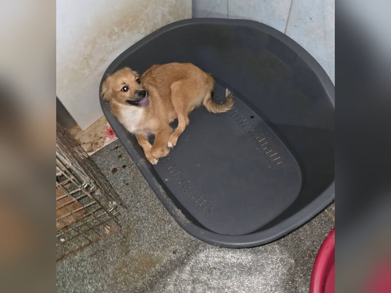 Süß, klein, 7 Monate alt - Cappy
