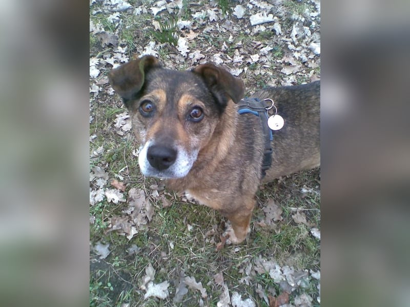 8jährige, aktive ,kuschelige Hündin