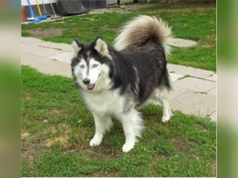 SMILLA - Eine liebe und total entspannte Hündin