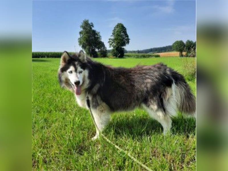 SMILLA - Eine liebe und total entspannte Hündin