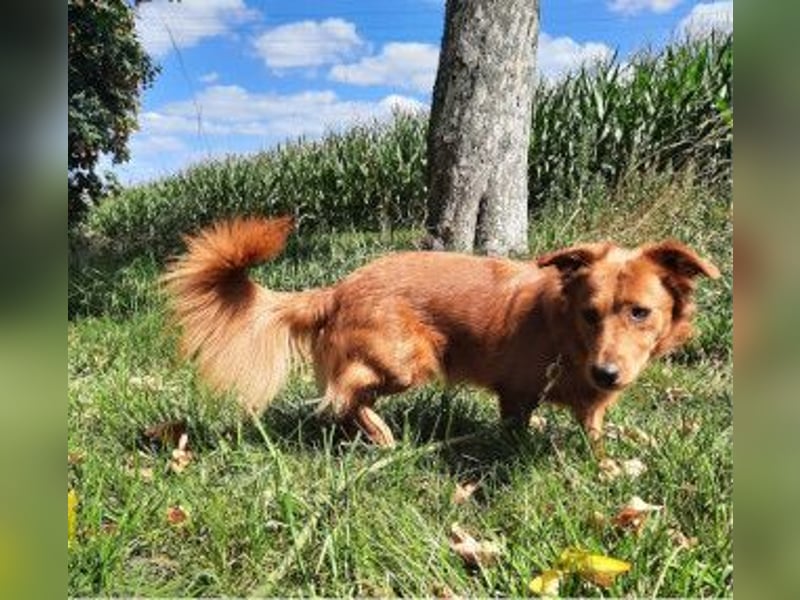 TASSILO -ein lieber und aufgeweckter Hund