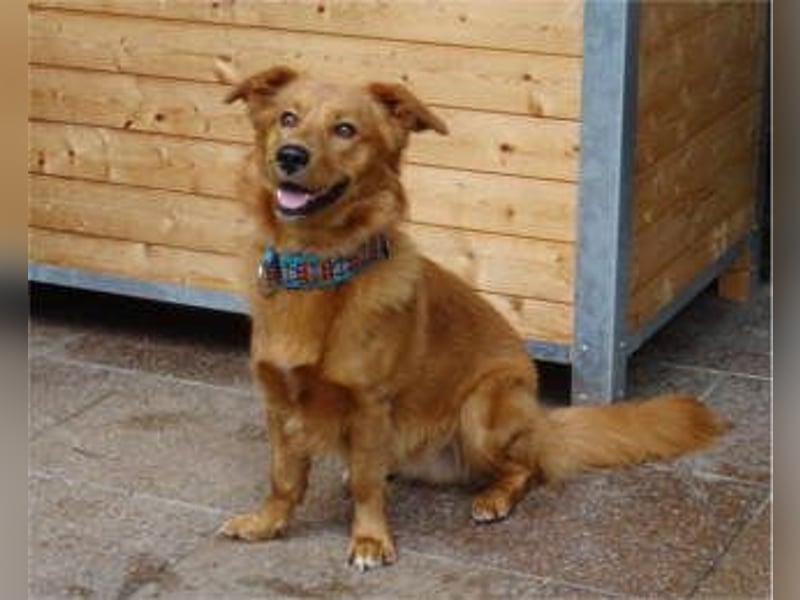 TASSILO -ein lieber und aufgeweckter Hund