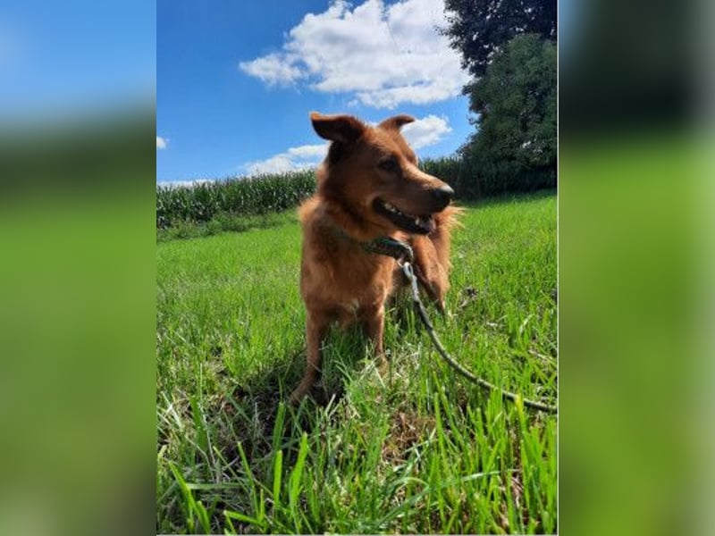 TASSILO -ein lieber und aufgeweckter Hund