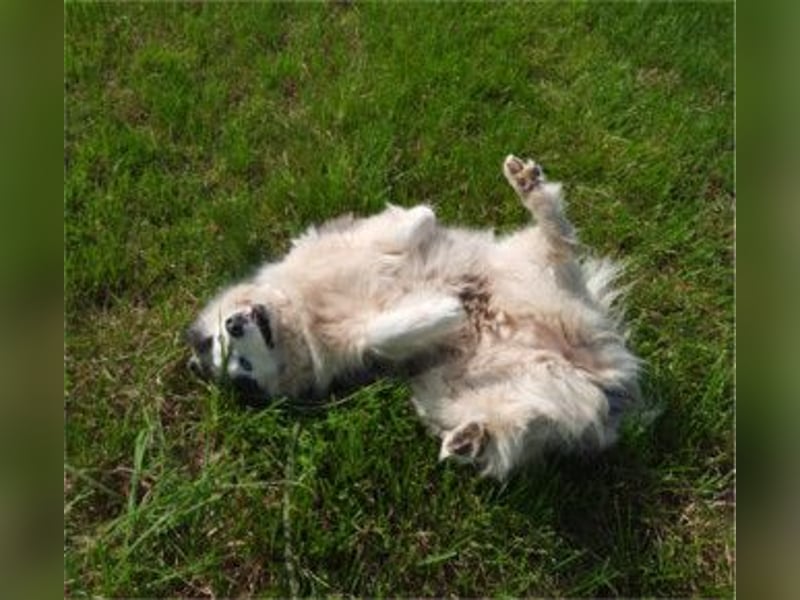 SMILLA - Eine liebe und total entspannte Hündin