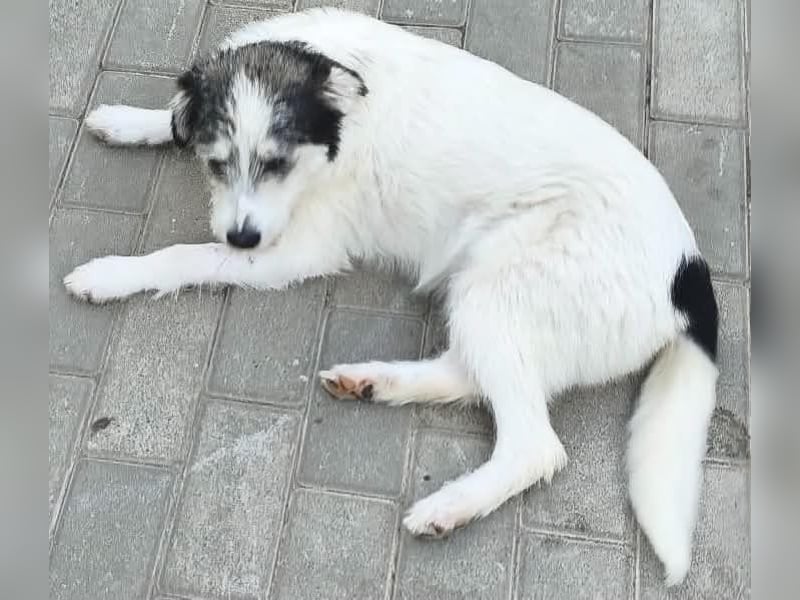 Luna - wer hat mich lieb ?