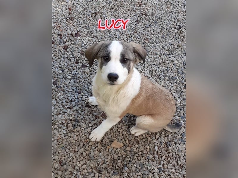 Lucy, (weiblich) menschenbezogener, neugierig,hat viel Energie